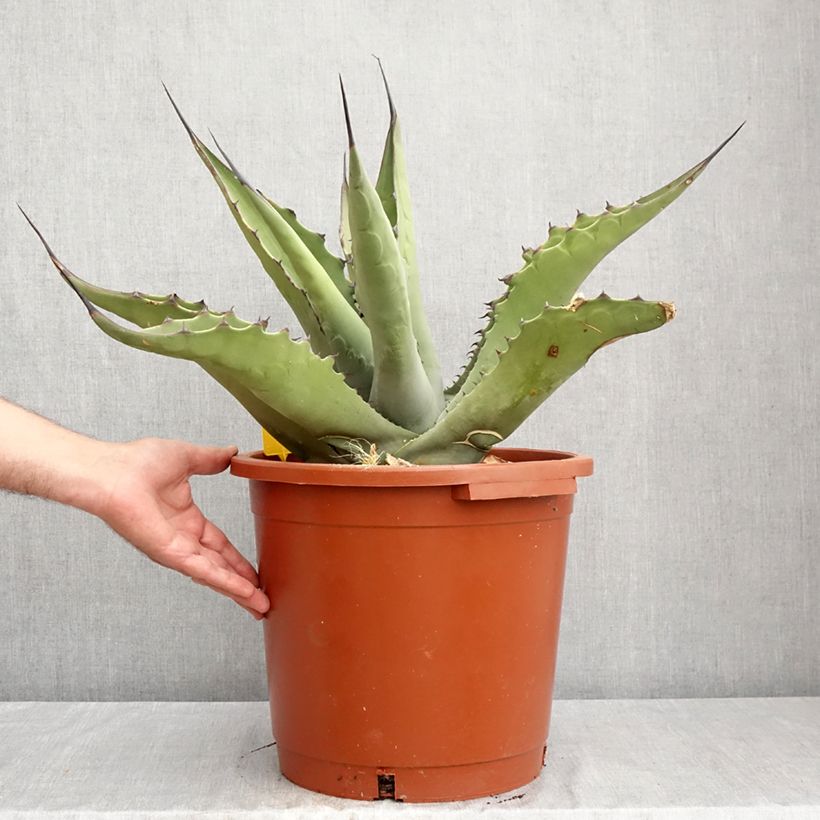 Ejemplar de Agave salmiana subsp. crassispina - Ágave férox Maceta 12L/15L entregado en verano