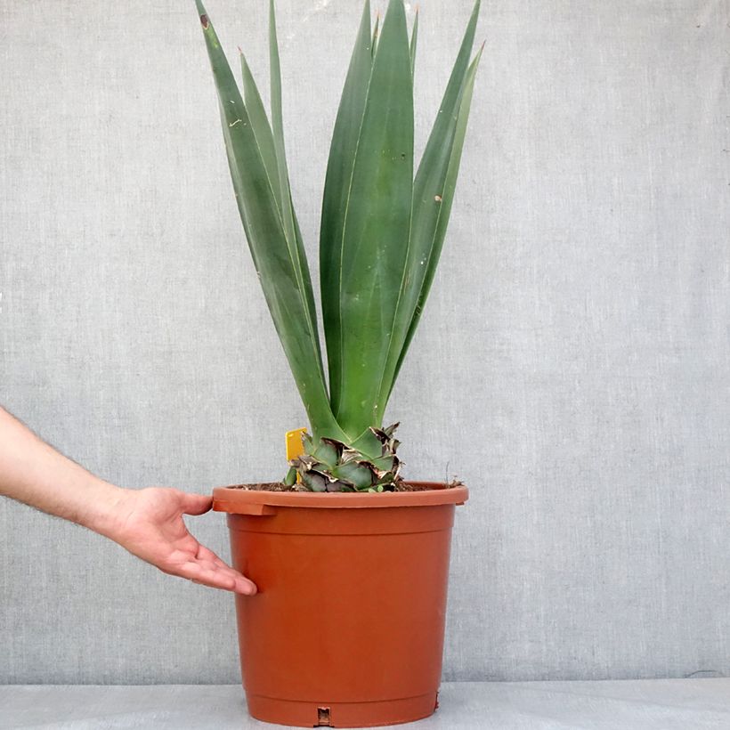 Maguey sisalana - Sisal Maceta 12L/15L Ejemplar entregado en la primavera