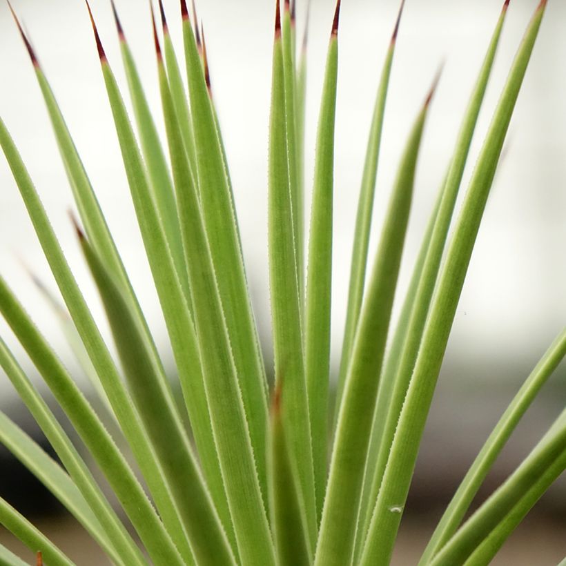 Agave stricta Nana (Follaje)