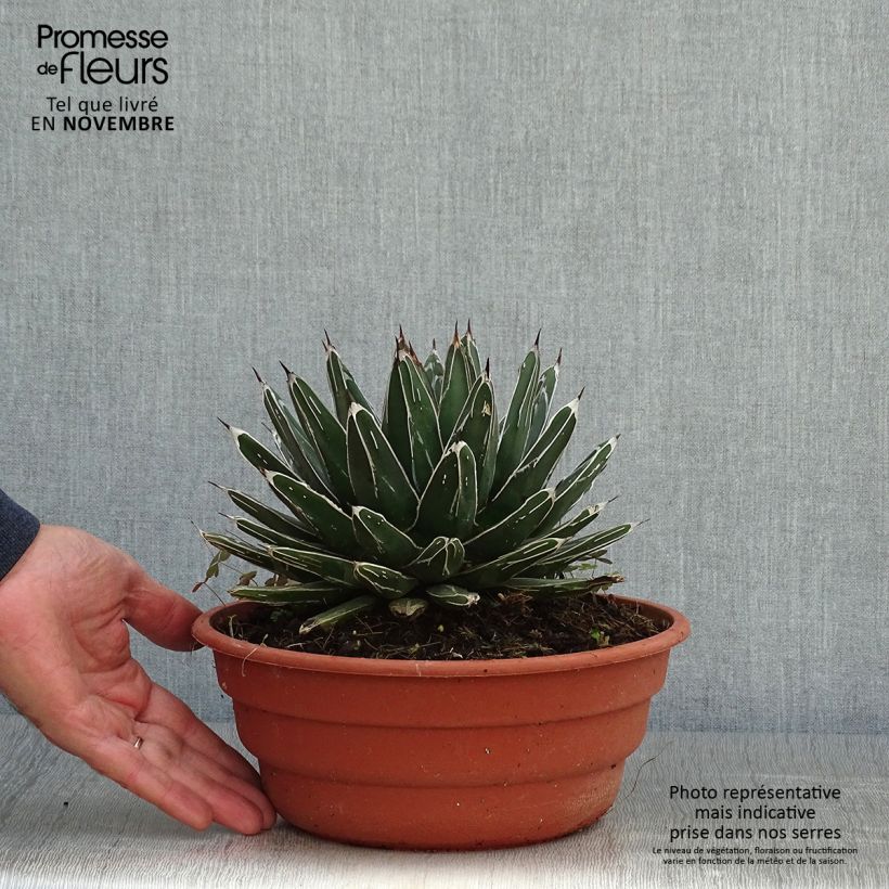 Ejemplar de Ágave de la Reina Victoria - Agave victoriae-reginae Maceta 4L/5L entregado en otoño