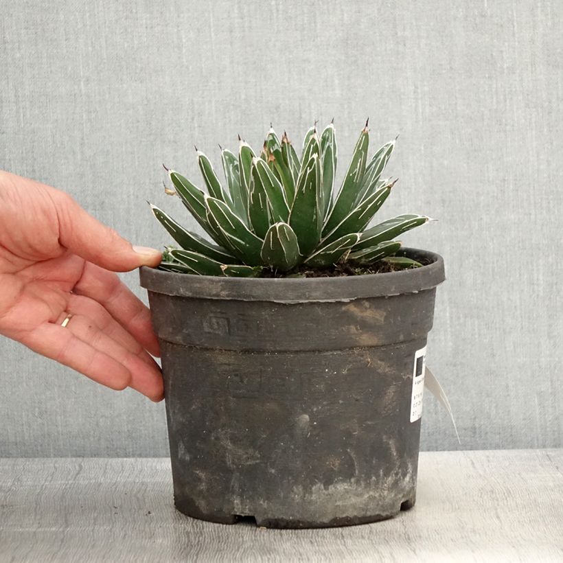 Ágave de la Reina Victoria - Agave victoriae-reginae Maceta 4L/5L Ejemplar entregado en la primavera