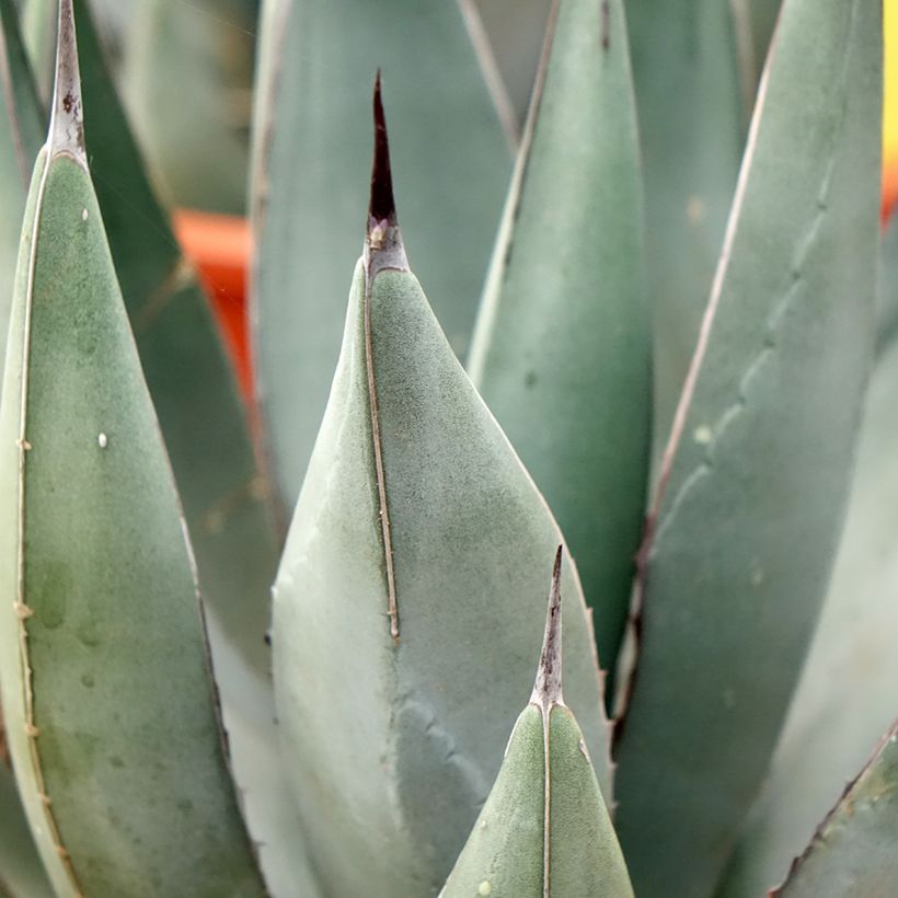 Maguey x nigra (Follaje)