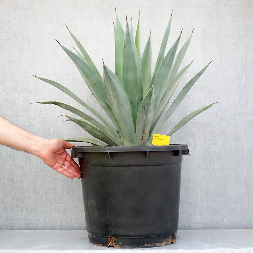 Ejemplar de Maguey x winteriana Maceta 30L/35L entregado en otoño