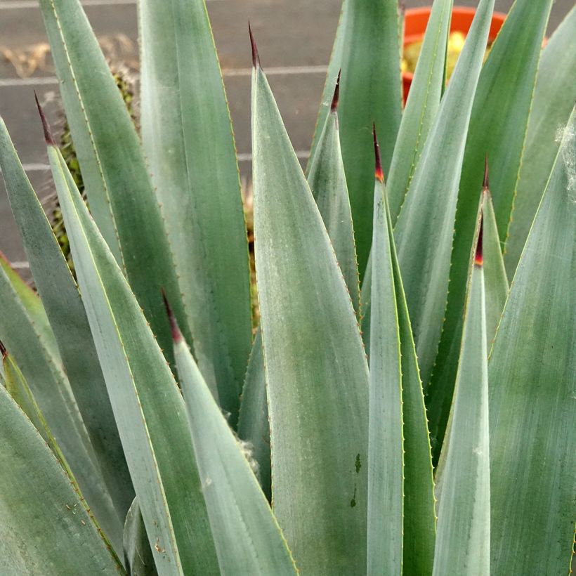 Maguey x winteriana (Follaje)