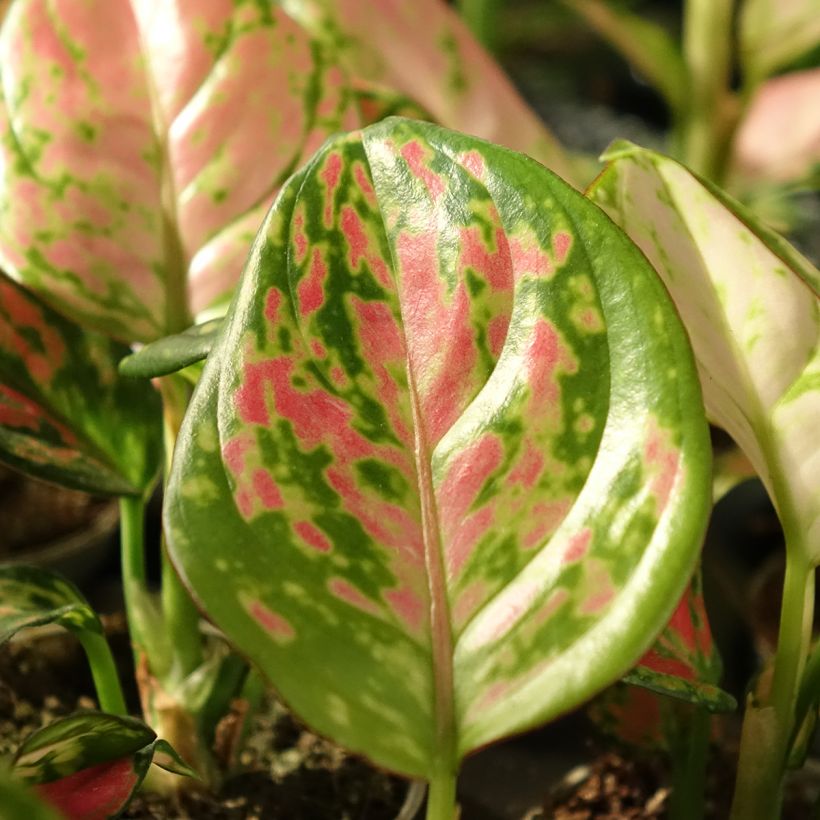 Aglaonema Beauty (Follaje)