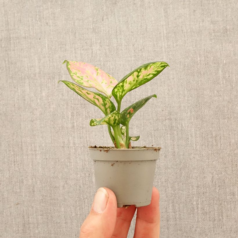 Aglaonema Beauty miniplanta Ejemplar entregado en la primavera