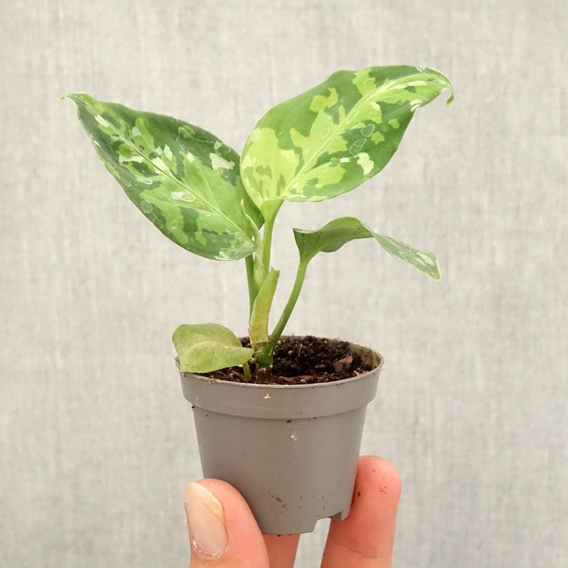 Ejemplar de Aglaonema pictum Tricolor Mini-plante entregado en otoño
