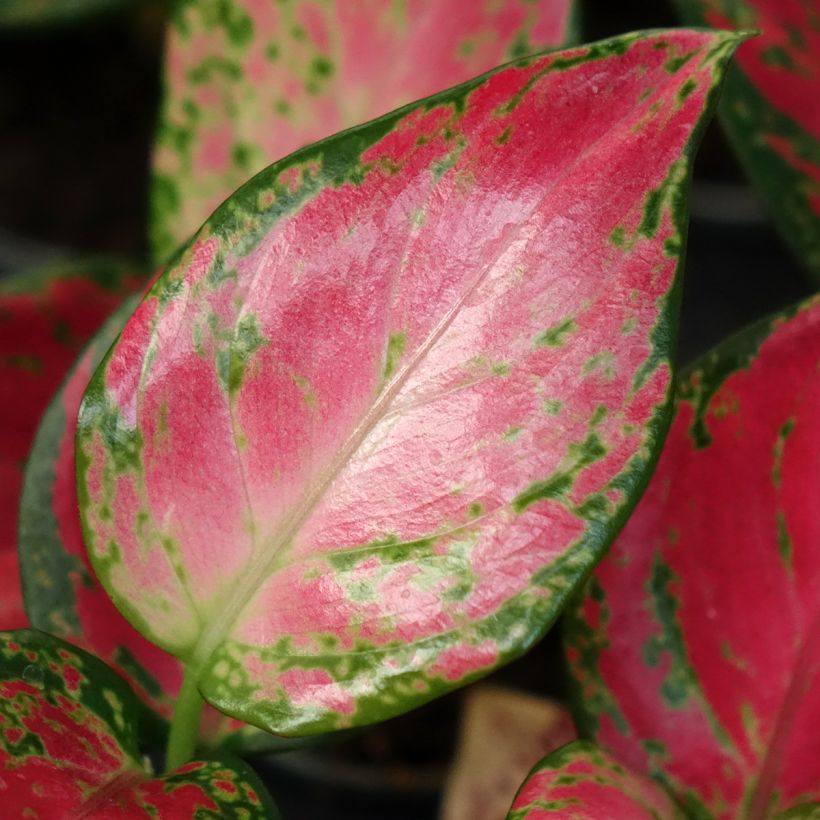 Aglaonema Red Dragon (Follaje)