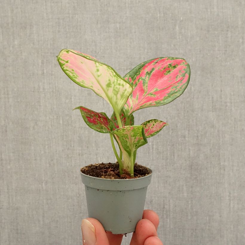 Ejemplar de Aglaonema Red Dragon Mini-plante entregado en otoño