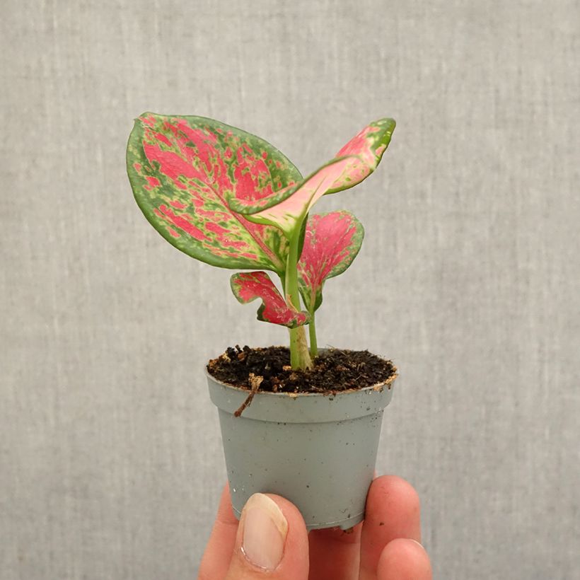 Ejemplar de Aglaonema Red Valentine Mini-plante entregado en otoño