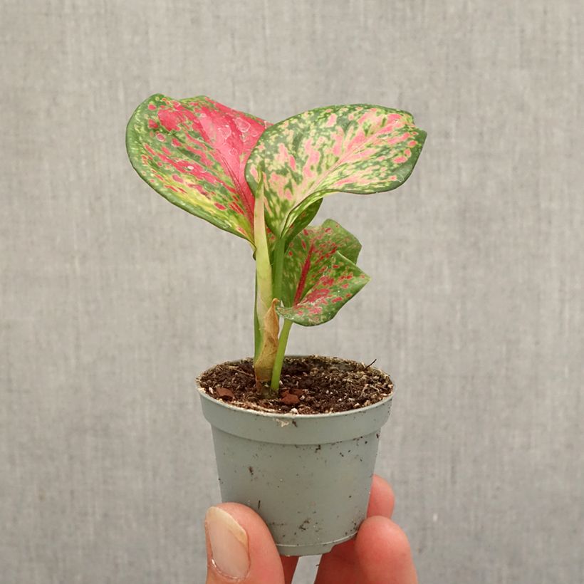 Ejemplar de Aglaonema Red Zircon Mini-plante entregado en otoño