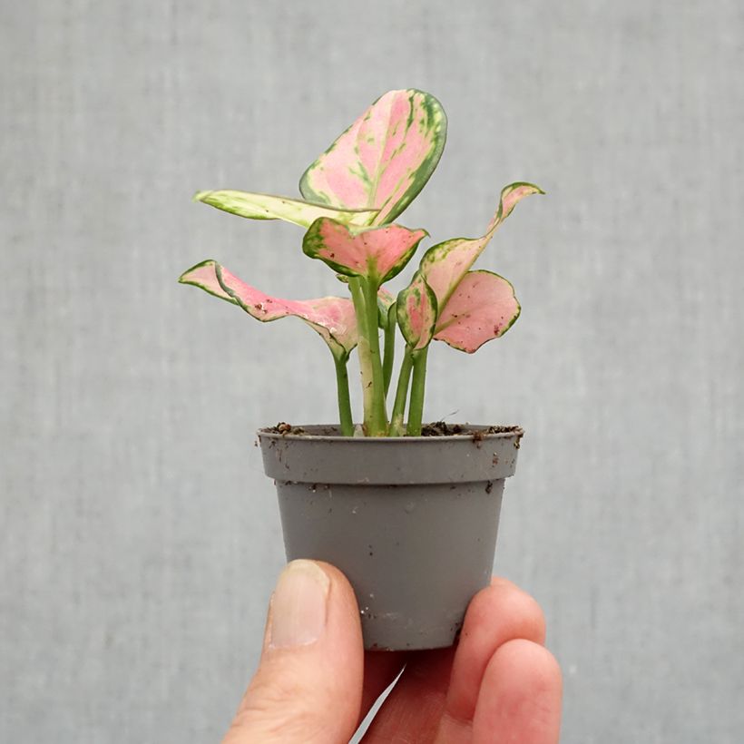 Aglaonema Rich Red miniplanta Ejemplar entregado en la primavera