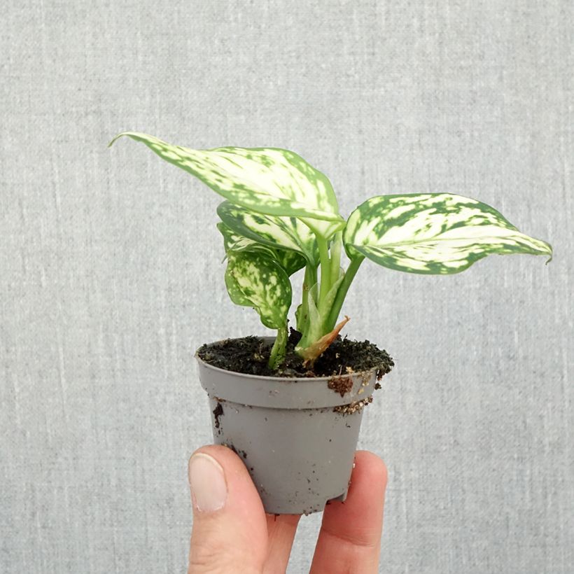 Ejemplar de Aglaonema Snowflake Mini-plante entregado en otoño