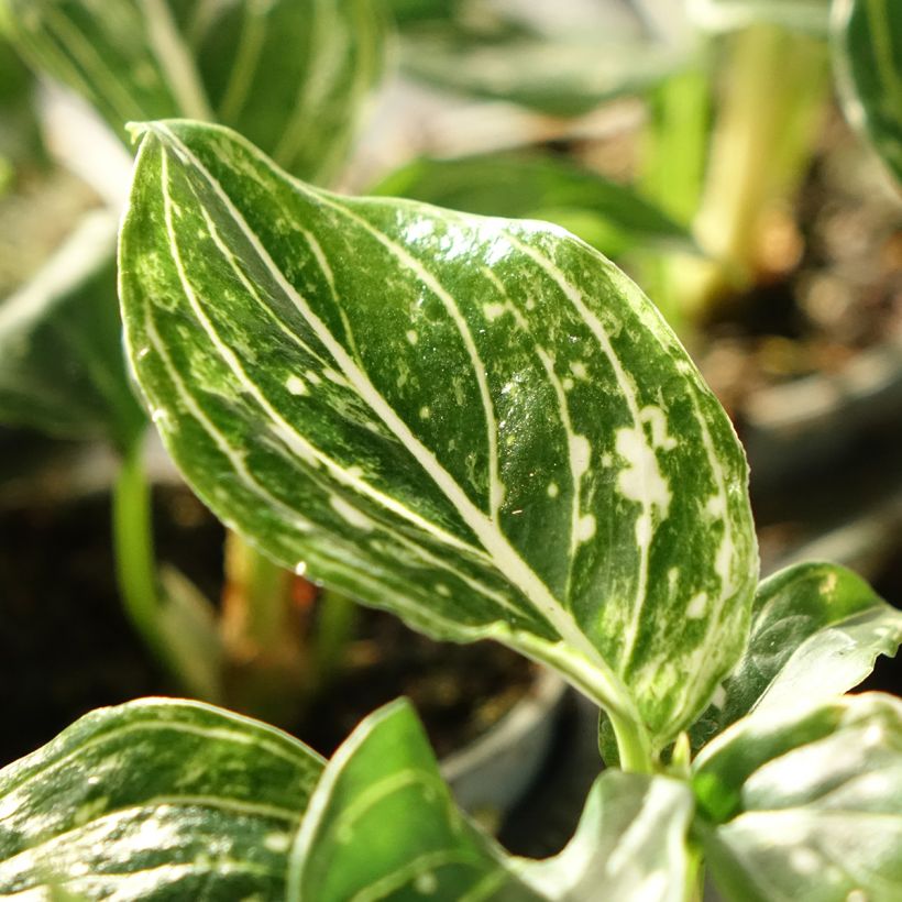 Aglaonema Toms Pride (Follaje)