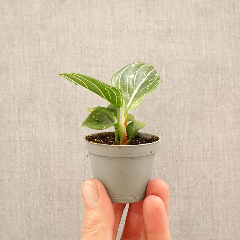 Aglaonema Toms Pride miniplanta Ejemplar entregado en la primavera