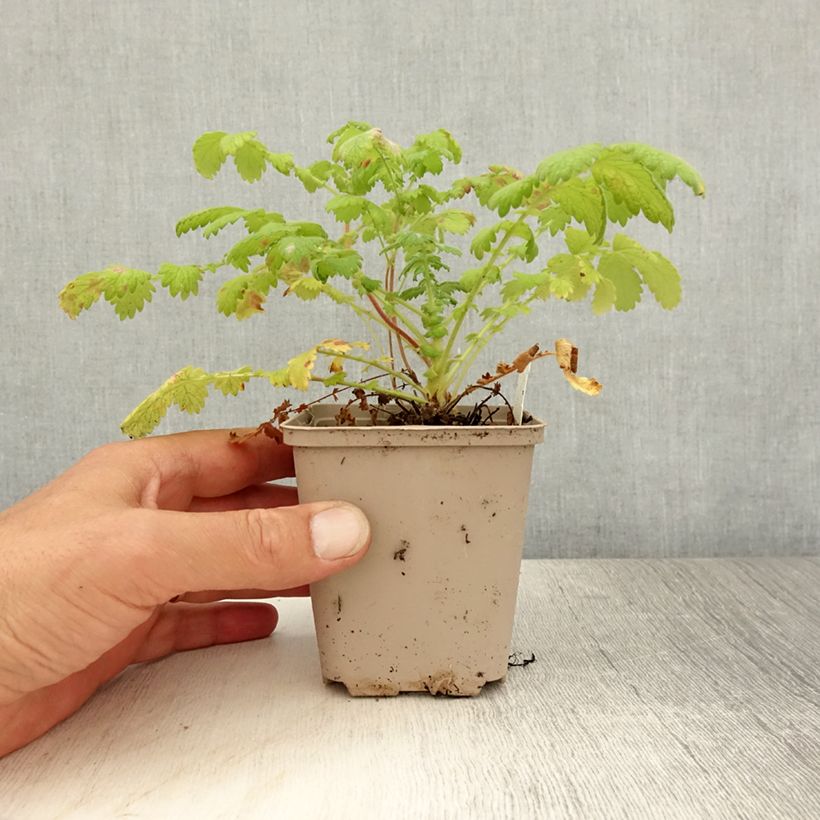Ejemplar de Hierba de San Guillermo - Agrimonia eupatoria Maceta de 8/9 cm entregado en verano