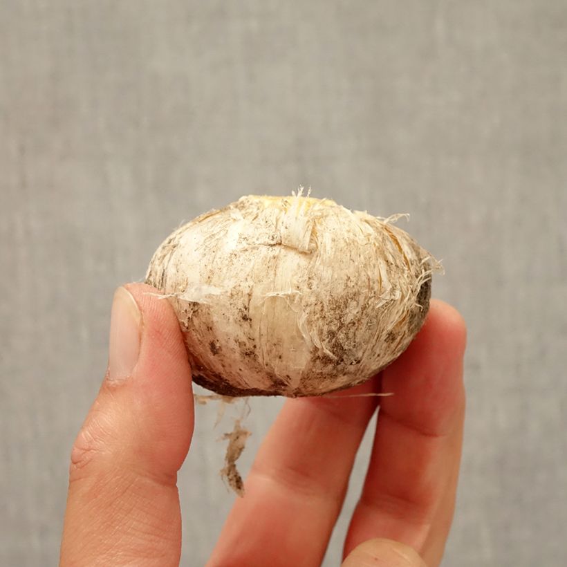 Ejemplar de Allium Lucy Ball - Ajo decorativo Bulbo calibre 16/18 entregado en otoño