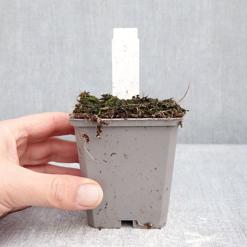 Allium aflatunense Purple Sensation - Ajo decorativo Maceta de 8/9 cm calibre 14+ Ejemplar entregado en invierno