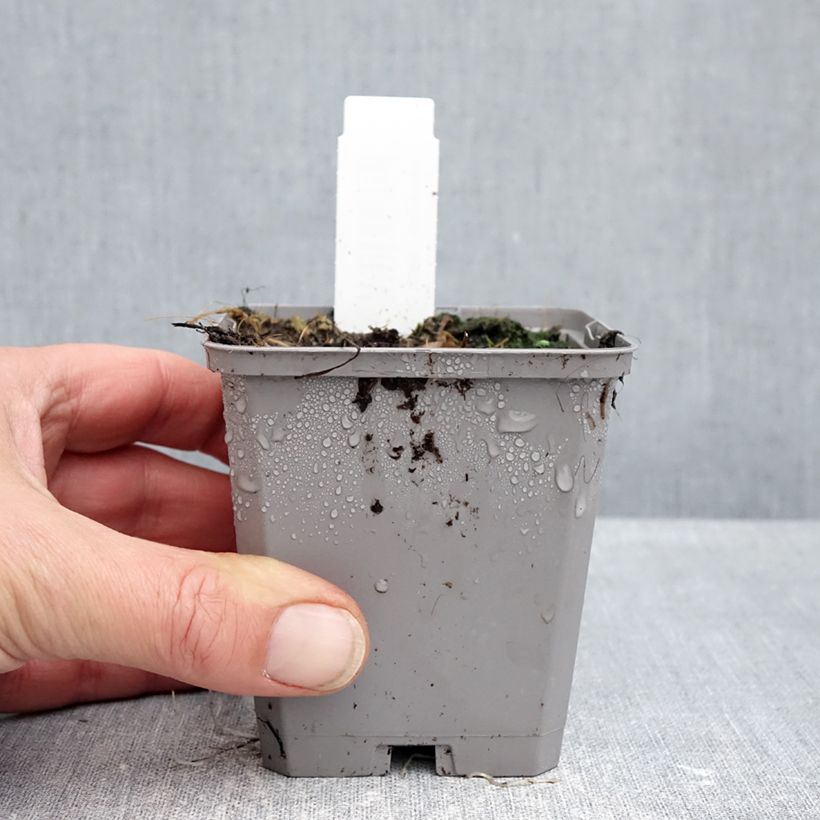 Ejemplar de Allium atropurpureum - Ajo decorativo Maceta de 8/9 cm calibre 8+ entregado en otoño