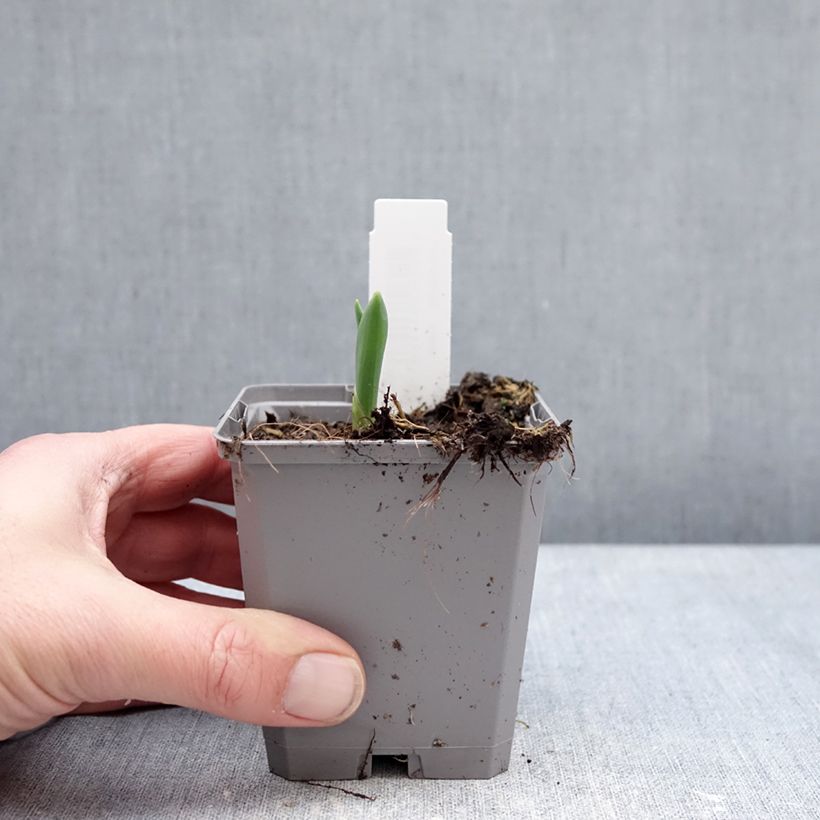 Allium atropurpureum - Ajo decorativo Maceta de 8/9 cm calibre 8+ Ejemplar entregado en invierno