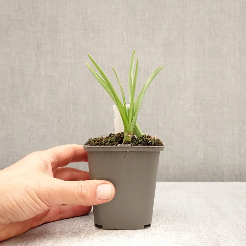 Allium atropurpureum - Ajo decorativo Maceta de 8/9 cm calibre 8+ Ejemplar entregado en la primavera