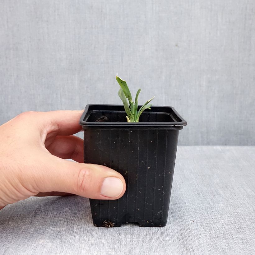 Ejemplar de Allium Bubble Bath - Ajo decorativo Maceta de 8/9 cm entregado en otoño