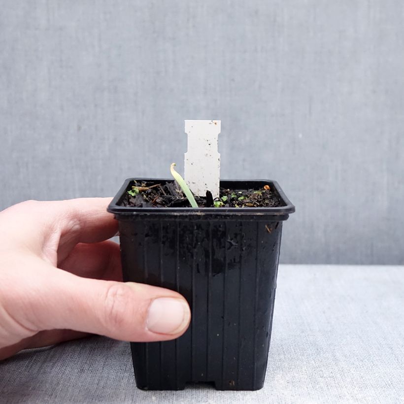 Allium Bubble Bath - Ajo decorativo Maceta de 8/9 cm Ejemplar entregado en invierno