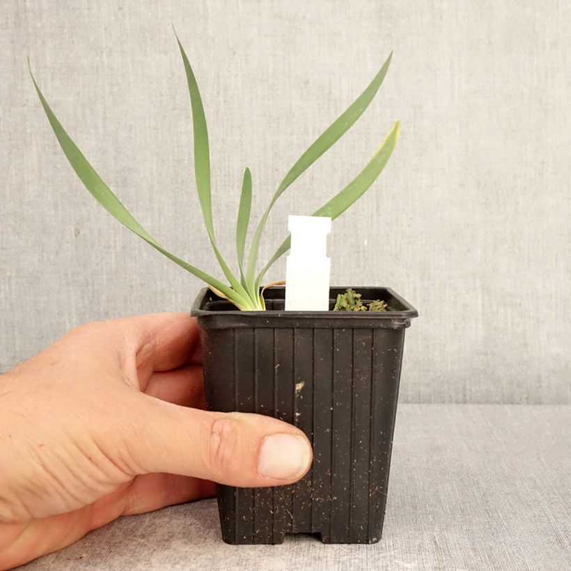 Allium Bubble Bath - Ajo decorativo Maceta de 8/9 cm Ejemplar entregado en la primavera