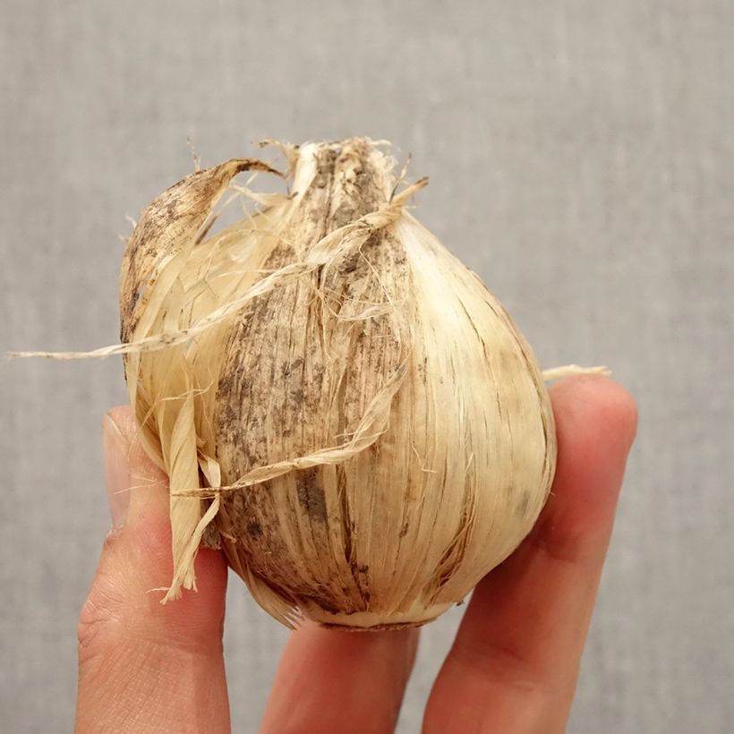 Ejemplar de Allium giganteum - Allium gigante Bulbo calibre 20+ entregado en otoño