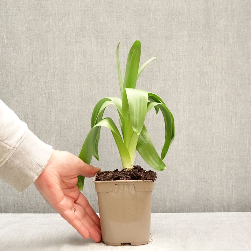 Allium giganteum - Allium gigante Maceta de 12 cm / 13 cm calibre 20+ Ejemplar entregado en la primavera