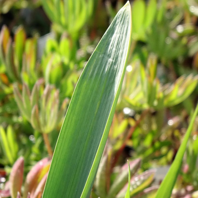 Allium Gladiator - Ajo decorativo (Follaje)