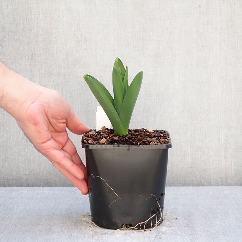 Allium Gladiator - Ajo decorativo Maceta 2L/3L calibre 18 Ejemplar entregado en invierno