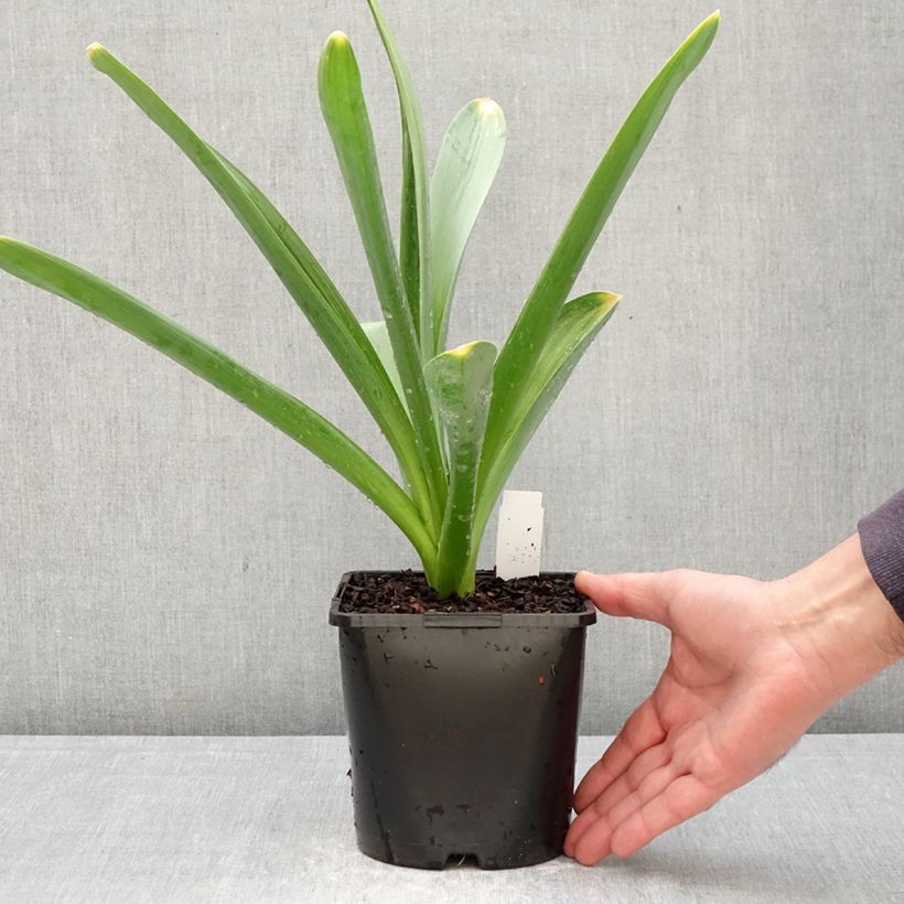 Allium Gladiator - Ajo decorativo Maceta 2L/3L calibre 18 Ejemplar entregado en la primavera