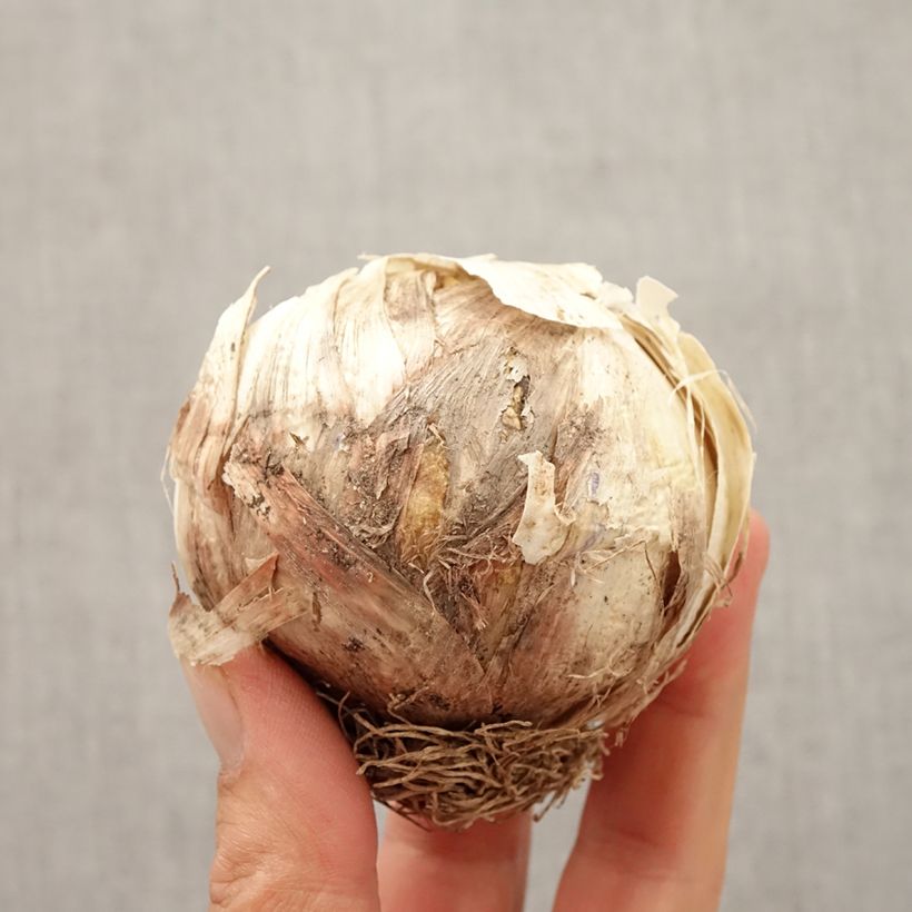Ejemplar de Allium Globemaster - Ajo decorativo Bulbo entregado en otoño