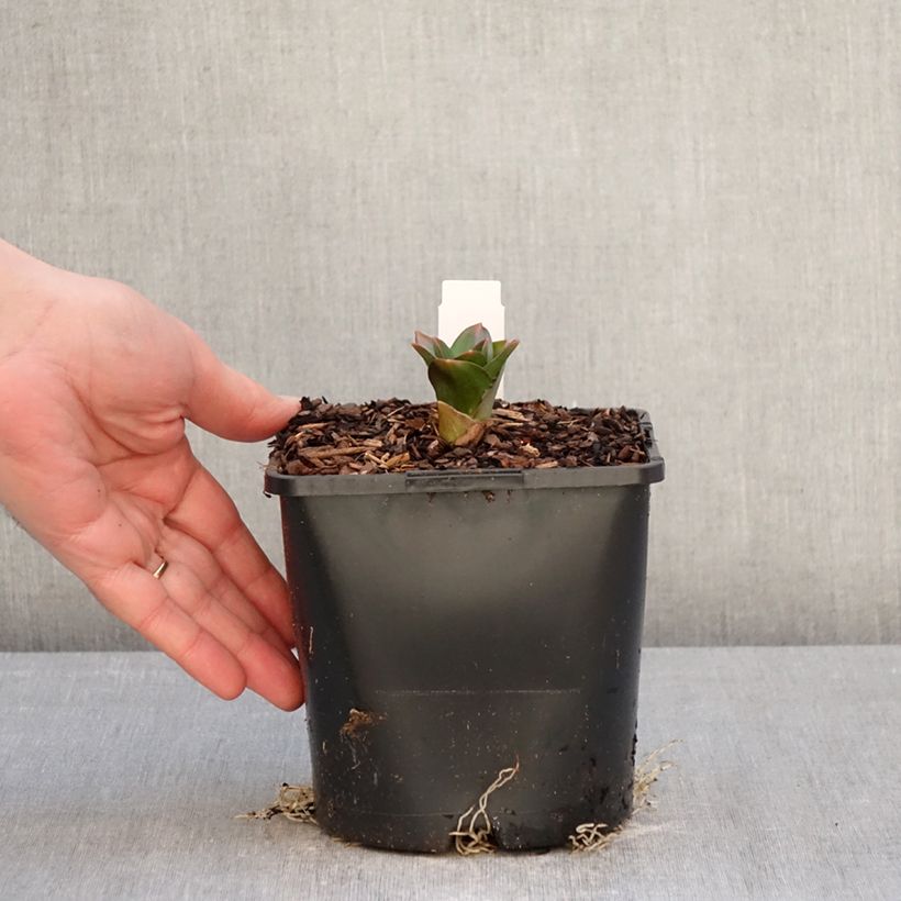 Allium Globemaster - Ajo decorativo Maceta 2L/3L Ejemplar entregado en invierno