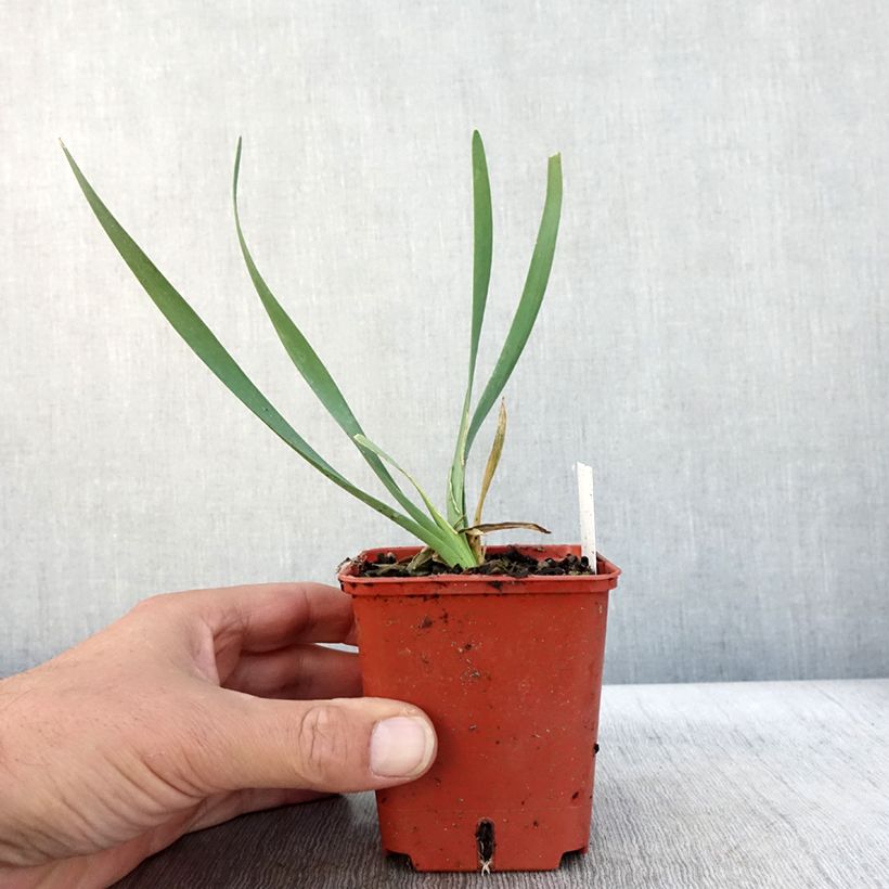 Ejemplar de Allium Lavender Bubbles - Ajo decorativo Maceta de 8/9 cm entregado en otoño