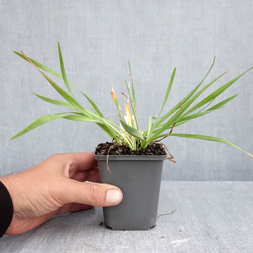 Ejemplar de Allium Lavender Bubbles - Ajo decorativo Maceta de 8/9 cm entregado en otoño