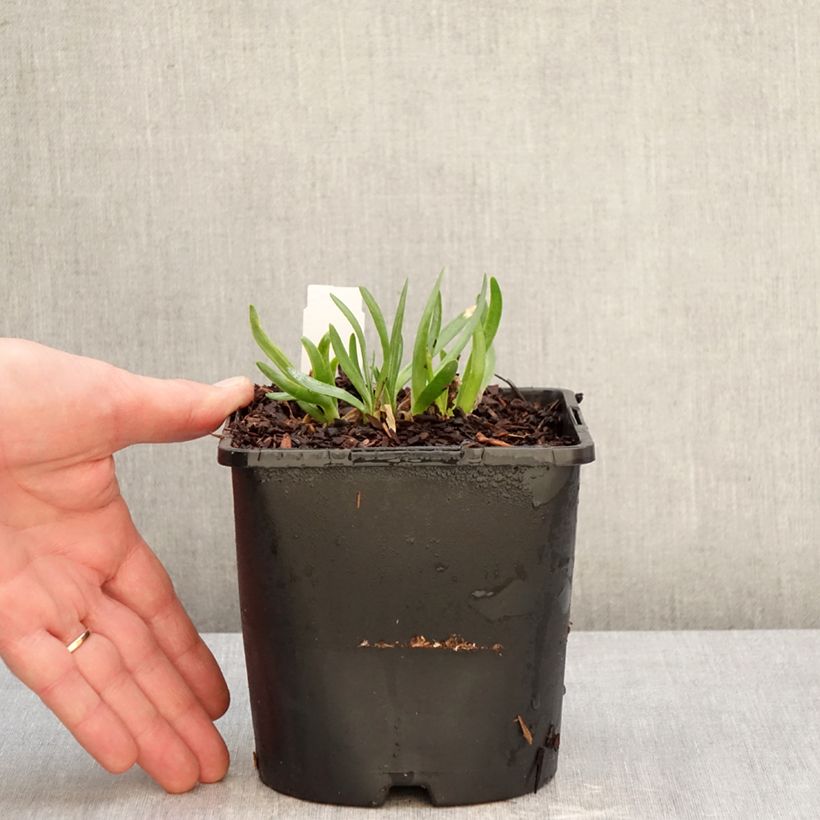 Allium Lavender Bubbles - Ajo decorativo Maceta 2L/3L Ejemplar entregado en invierno