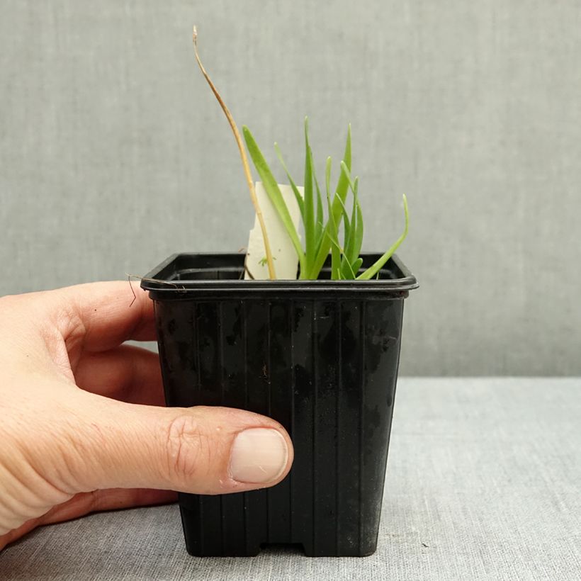 Ejemplar de Allium Little Sapphire - Ajo decorativo Maceta de 8/9 cm entregado en otoño