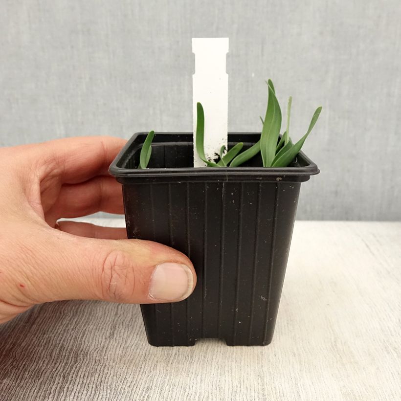 Allium Little Sapphire - Ajo decorativo Maceta de 8/9 cm Ejemplar entregado en la primavera