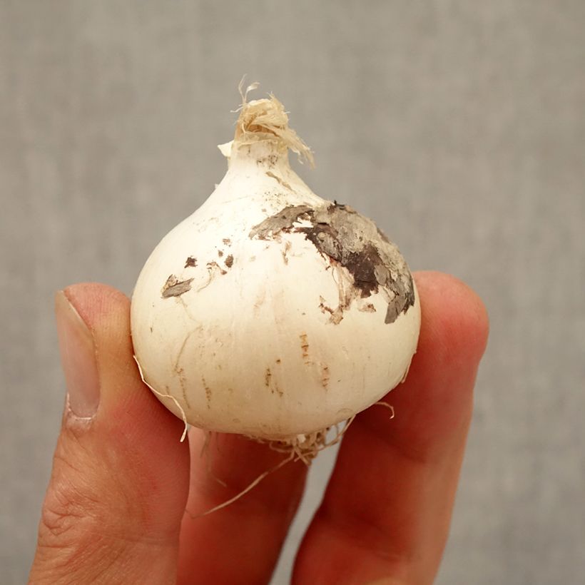 Ejemplar de Allium schubertii Magic Bulbo calibre 10+ entregado en otoño