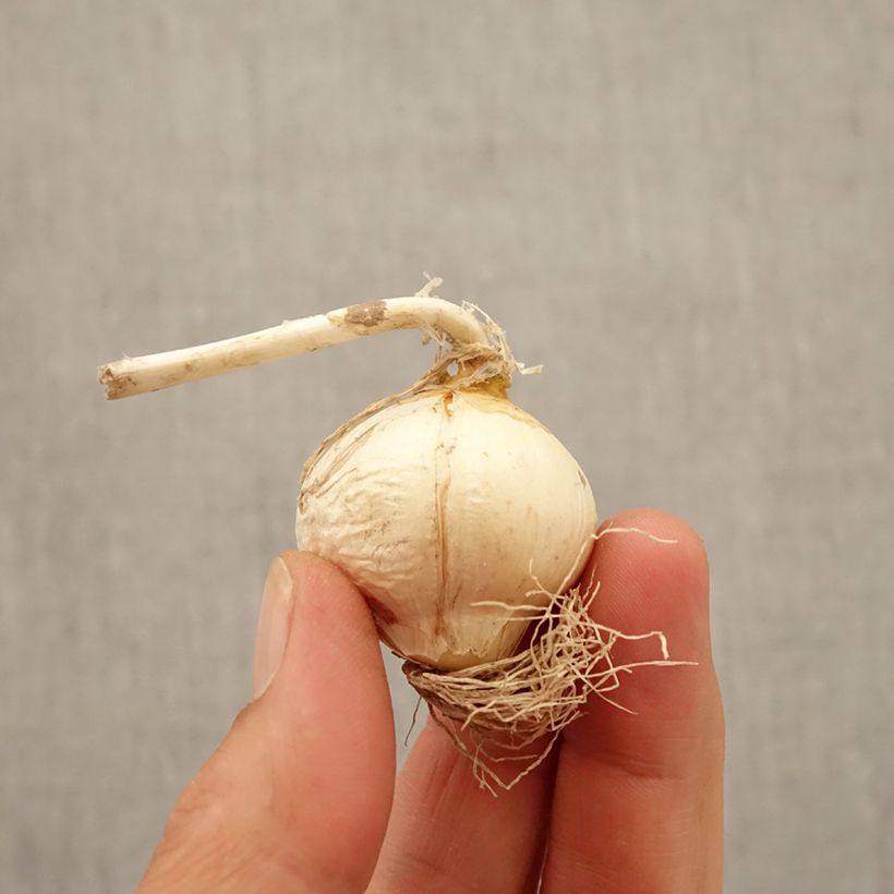 Ejemplar de Allium Miami - Ajo decorativo Bulbo calibre 10+ entregado en otoño