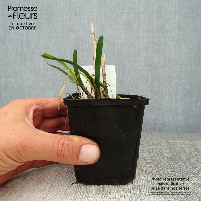 Ejemplar de Allium Millenium - Ajo decorativo Maceta de 8/9 cm entregado en otoño