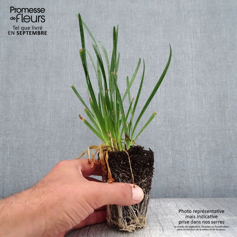 Ejemplar de Allium Millenium - Ajo decorativo minicepellón: Ø 3/4 cm entregado en otoño