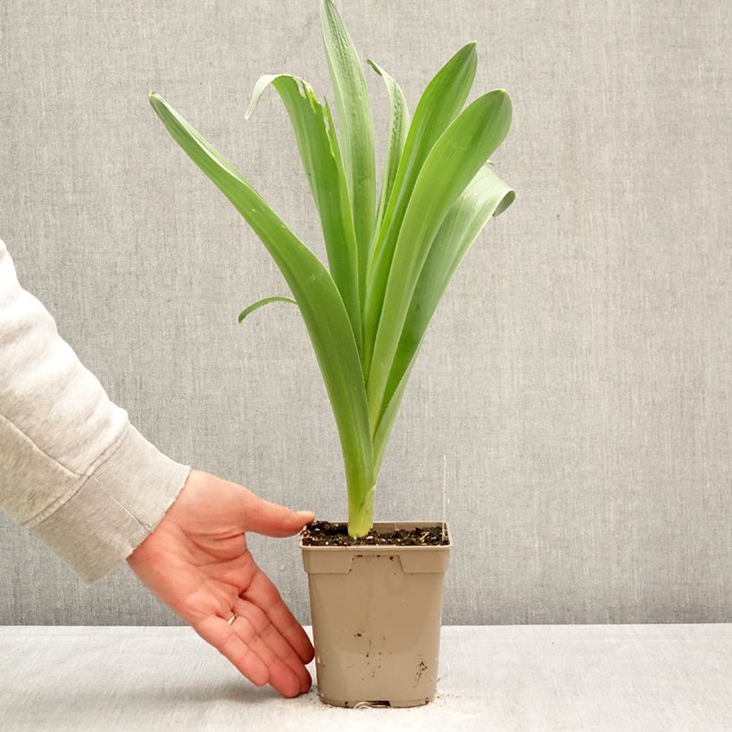 Allium stipitatum Mount Everest - Ajo decorativo Maceta de 12 cm / 13 cm calibre 18/20 Ejemplar entregado en la primavera