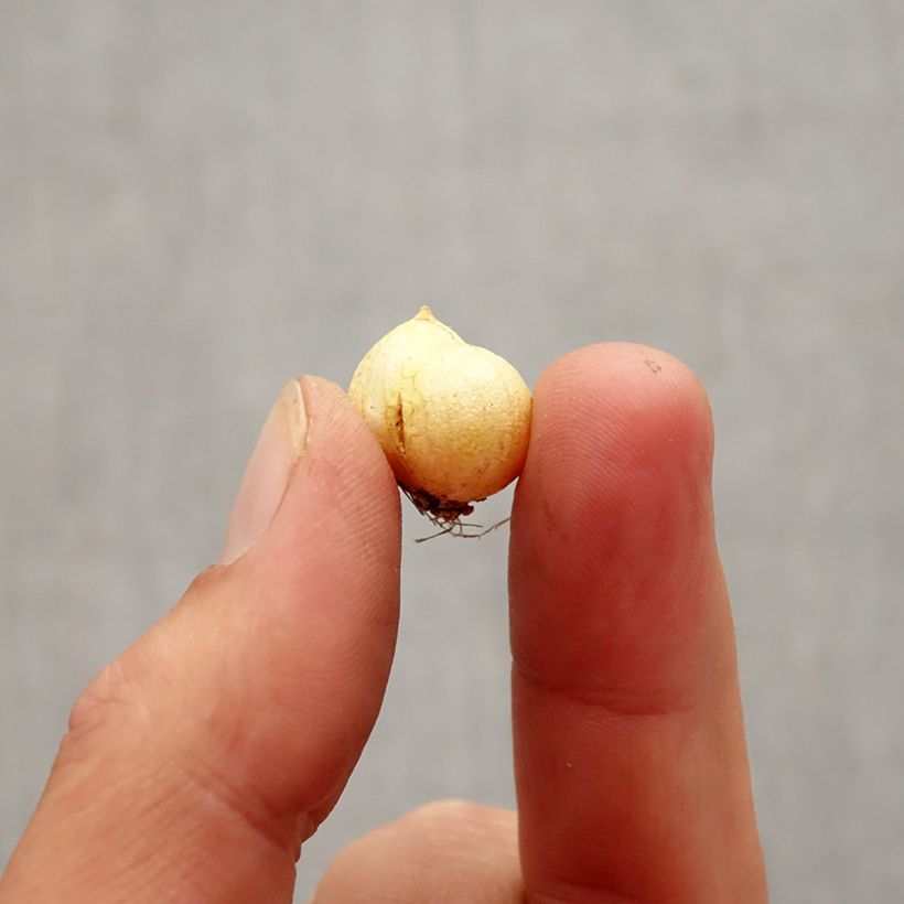 Ejemplar de Allium neapolitanum Cowanii Bulbo calibre 5+ entregado en otoño