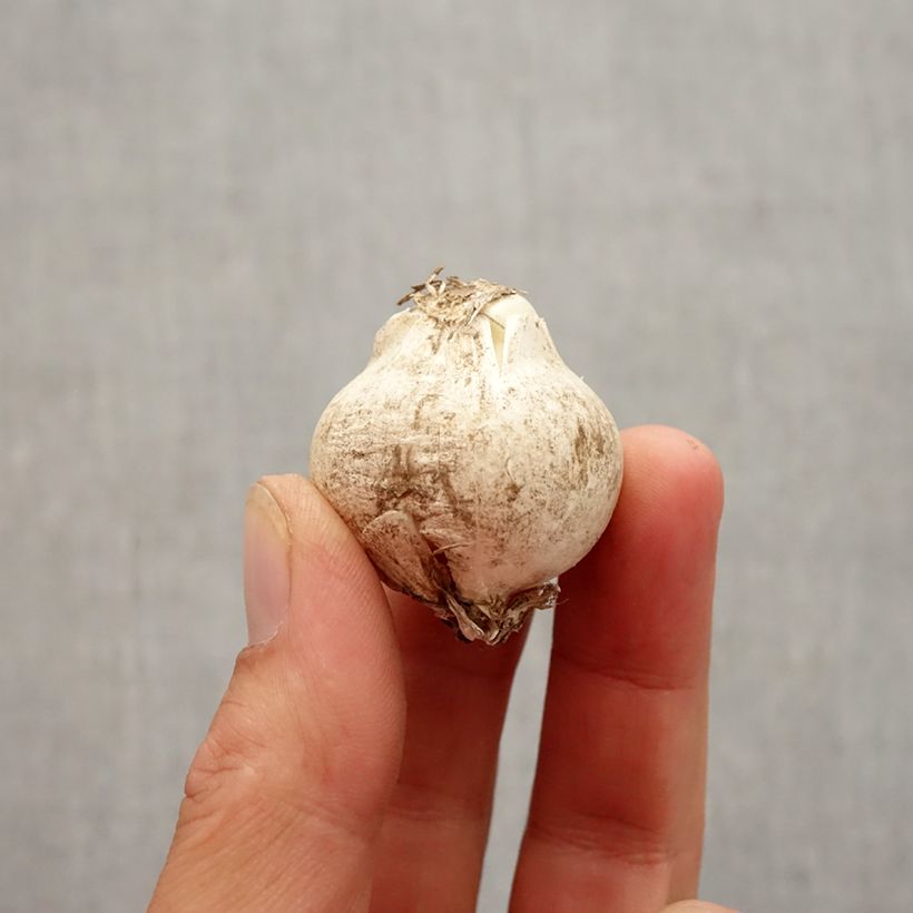 Ejemplar de Allium nigrum ssp multibulbosum - Ajo decorativo Bulbo calibre 10+ entregado en otoño