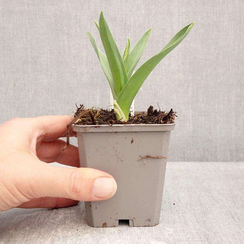 Allium nigrum ssp multibulbosum - Ajo decorativo Maceta de 8/9 cm calibre 12+ Ejemplar entregado en invierno