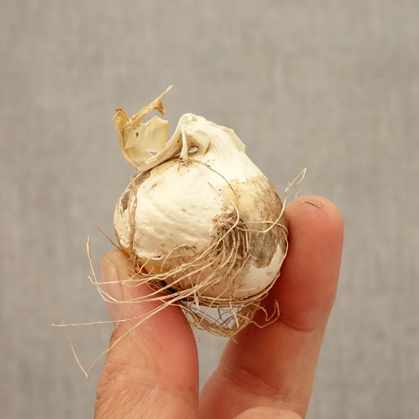 Ejemplar de Allium Ostara - Ajo decorativo Bulbo calibre 12+ entregado en otoño