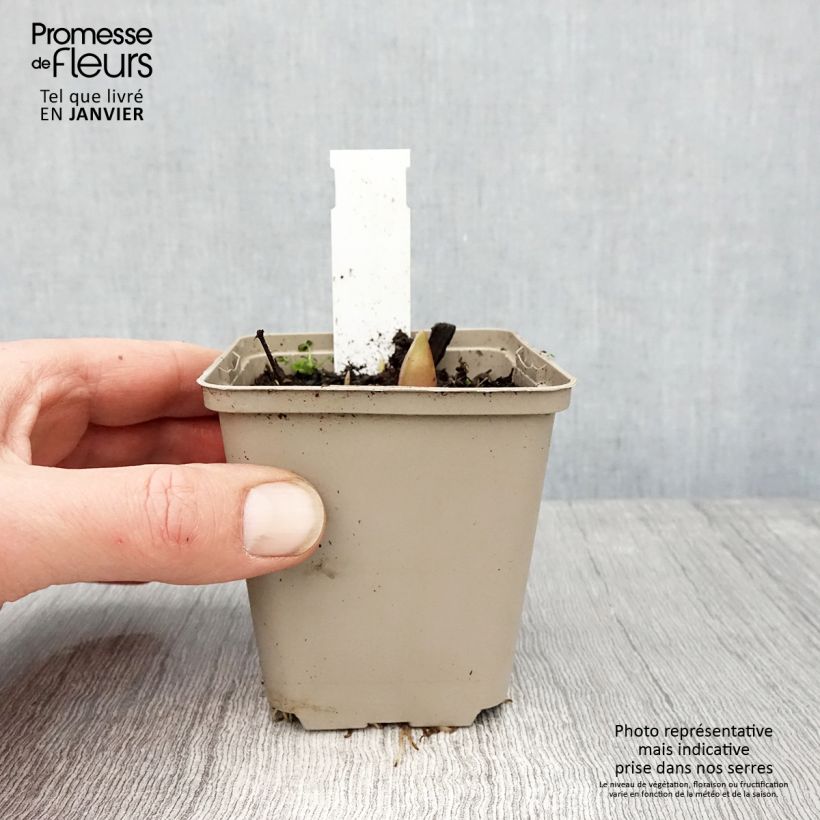 Allium Ostara - Ajo decorativo Maceta de 8/9 cm Ejemplar entregado en invierno
